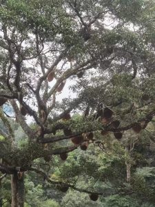 IMG 0585