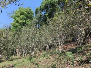 IMG 4836 1