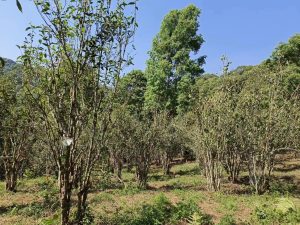 IMG 4838 1