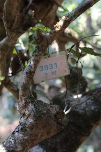 IMG 6948