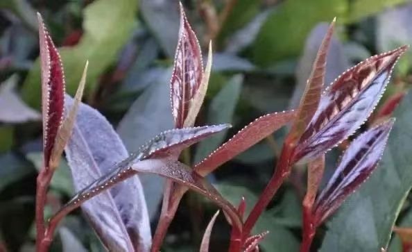 perhaps as garish as its all purple regalia, a laundry list of purported health benefits seems to always quickly follow the new zǐ juān chá... a sure poker tell in tea marketing